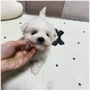 멍앤냥 강아지고양이 안양점 이미지