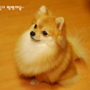 퍼피맘