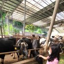 동광목장 이미지