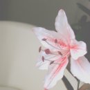 릴리플라워 이미지