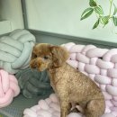 제이앤제이애견 이미지