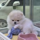 짱구 애견 하우스 이미지