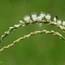 삼락강변공원 이미지