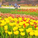 버블랜드 | 아산 여행 나들이 피나클랜드 벚꽃 튤립축제 버블매직쇼 4월 아이와 다녀온 후기
