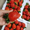 느림보농장 이미지