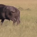 하이에나 PC 이미지