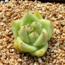 다육이아지트
