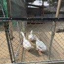 봄햄농장 이미지