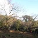 제주 신례리 왕벚나무 자생지 이미지