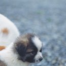 이쁜강아지 이미지