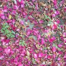 시몬농장 이미지