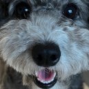 디딤동물병원 이미지