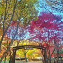 (주)은행나무 | 원주 반계리 은행나무 실시간! 이번주가 절정 + 복숭아 불고기 비추 후기