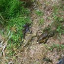 솔모랫길 이미지