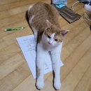 김영남내과의원 | 임신후기 일상 30주~37주 부산 무료 백일해주사 개금백병원 막달검사비용 출산가방 아기옷 빨래 출산준비