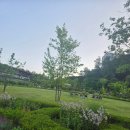 밤빛 | 수원 영통 영흥수목원 야간 방문 후기｜5월 밤빛정원