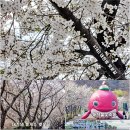 대전 벚꽃 명소 대전 가볼 만한 곳 대청댐 · 대청로 벚꽃길 벚꽃 만개 시기 대전 축제 금강로하스 대청...