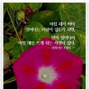 신일산청과