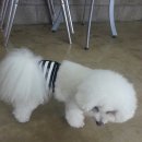 개멋내기 이미지