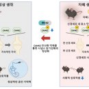 자폐 치료 실마리 찾았다 이미지