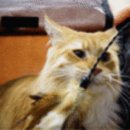 [캣쇼후기] 2017.09.30 Orijen-Acana CFA Cat Show