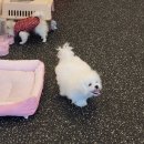 아따멍멍 미용앤호텔 이미지