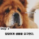 위펫