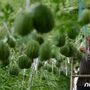 옹골농장 이미지