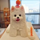귀여운 강아지 | 반려견 생일상 귀여운 대구강아지케이크 댕스투유 주문 예약 후기