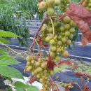 오미자 열매-무농약오미자 이미지