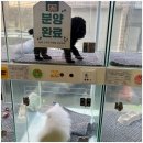 드림독 강아지분양 안심분양센터 부천점 네이버블로그