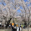 작천정벚꽃축제🌸