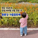 장성공설운동장4 (옥내4) | 전남 장성 [황룡강 가을꽃축제] 아이랑 가볼 만한 곳 정보/주차/꽃구경