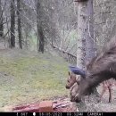 9월 활사냥 시즌 준비중요 센서 카메라에 사슴과 무스 가족이 찍혔네요 이미지