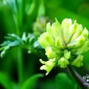 소풍길 들꽃산책 이미지