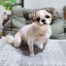 버디버디A | 견생로그 #8 | 빡빡이어도 괜찮은 10월의 아츄, 가을과 함께 돌아온 아츄의 일상 모음.zip