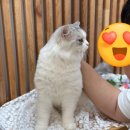 멋스럽개 이미지