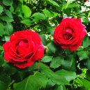 장미공원 주차장 이미지