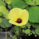 여우쉼터 이미지