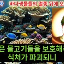 바다생물멸종 뒤에 오는 세상종말(차영섭목사) 이미지