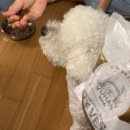 (주)더와이즈벳 이미지