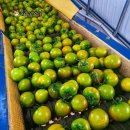 효성아파트 옹벽 L | 청주과일가게 국산 짭짤이토마토 가득, 오늘의과일 송절점에서 만난 제철 한 접시 후기요