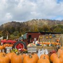 해골농장 이미지