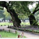 2020-08-18(화)성주 성문밖 보랏빛 양탄자와 같은 맥문동& 500년된 왕버드나무와의 비경. 대구 송해공원힐링트래킹 이미지