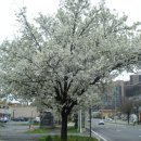 모텔오즈의마법사 | iheartnewyork