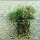 자이안트 이미지