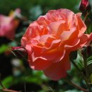 장미한복 이미지