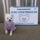 달리