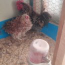 관상농장 이미지