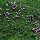 멀리가는 향기 이미지